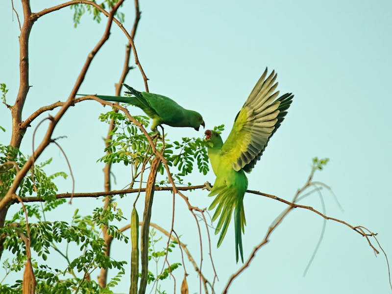 pexels-photo-1098254-2