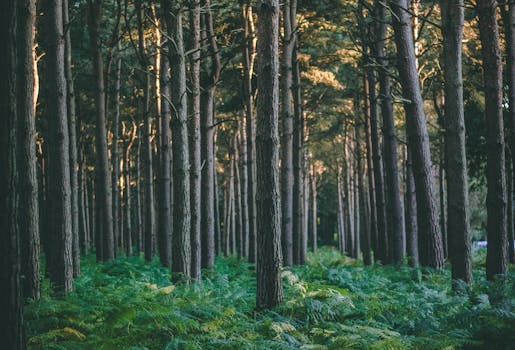 pexels-photo-1414535