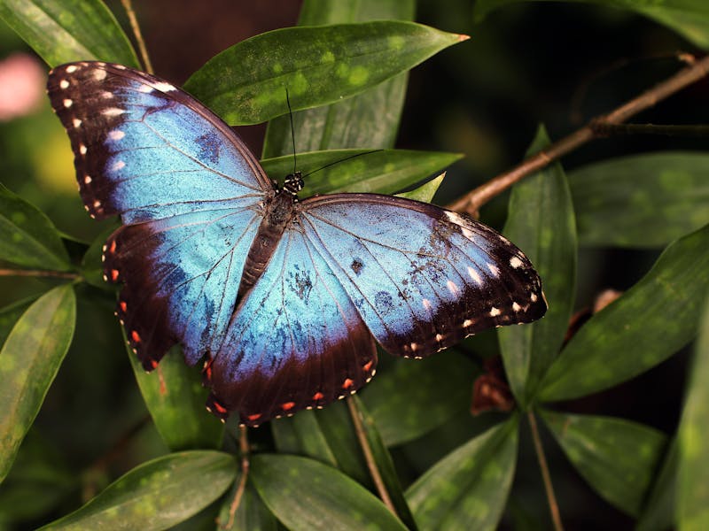 pexels-photo-89770-2