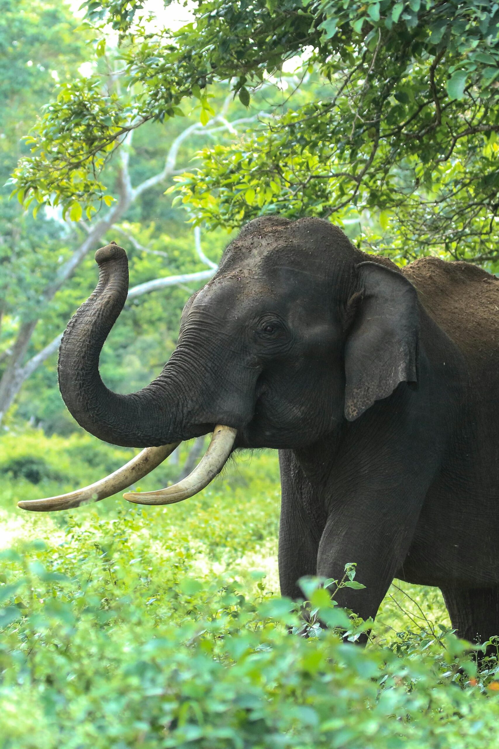 pexels-photo-982021-1